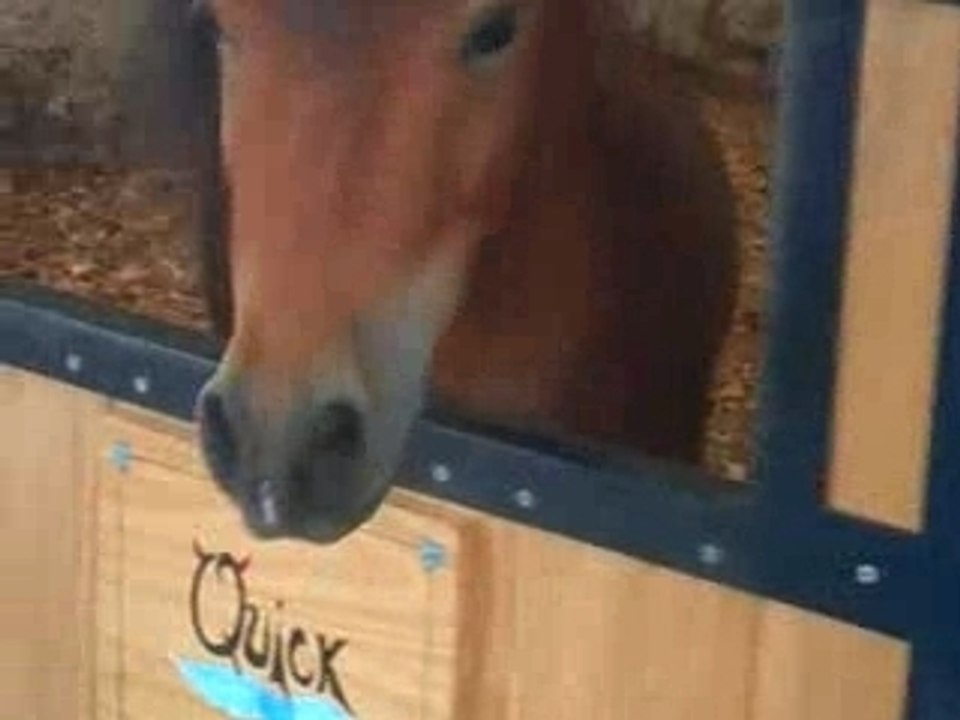 Quicki Papote encore
