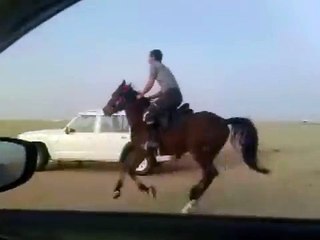 حصان غير عنيد وطيب