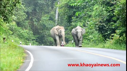 elephant herd attacks motorbike