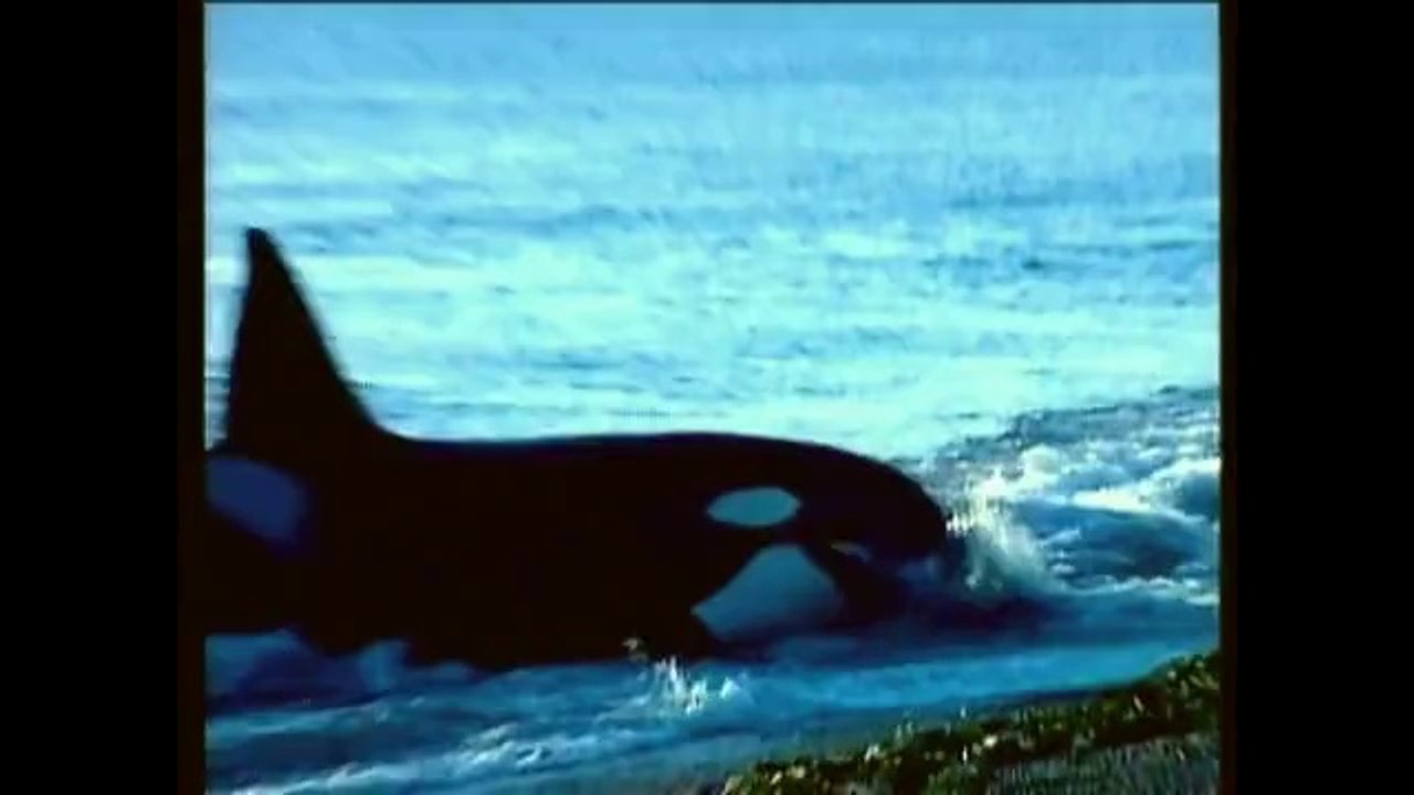 Patagonian Atlantic Coast - Large Bull Killer Whale preys on Sea Lions