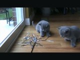 British Shorthair kittens 5 weeks