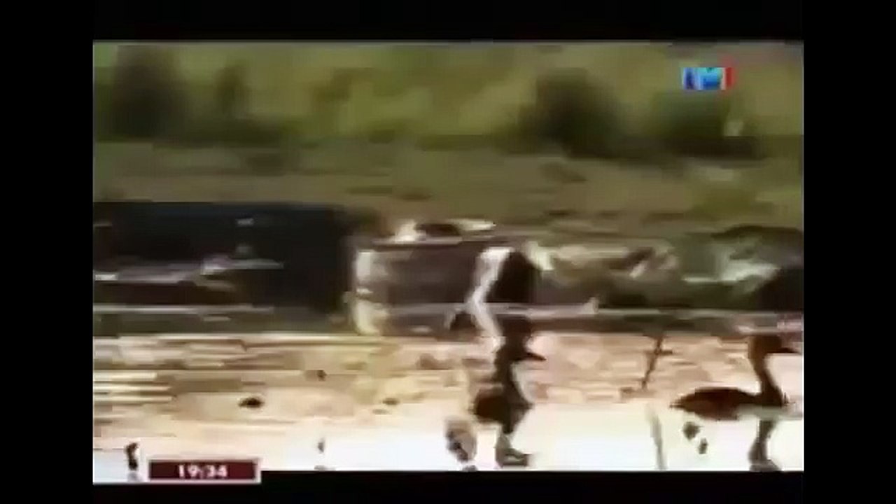 THE KING CROCODILE ATTACKS 45
