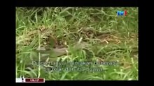 THE KING CROCODILE ATTACKS 63