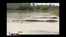 THE KING CROCODILE ATTACKS 76