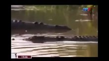 THE KING CROCODILE ATTACKS 78