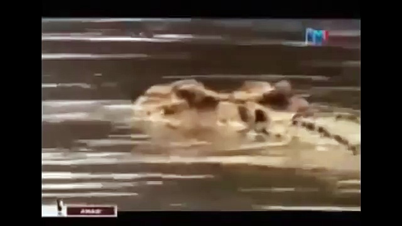 THE KING CROCODILE ATTACKS 82