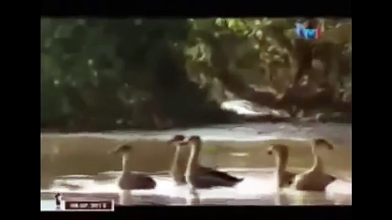 THE KING CROCODILE ATTACKS 84