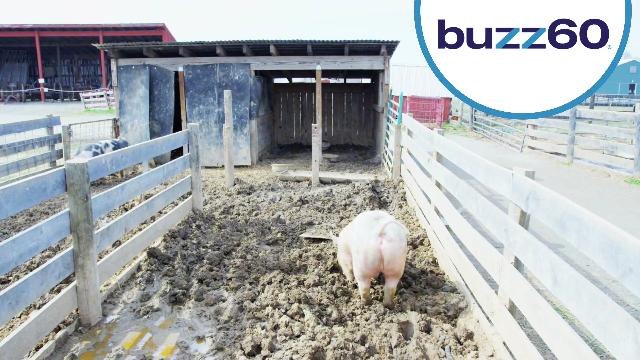 Pig organs are being tested in humans due to lack of donations