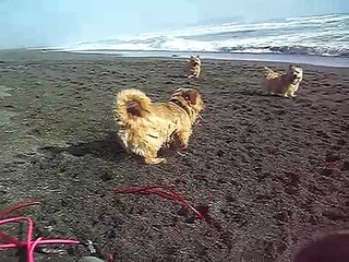 Norwich Terrier and Norfolk Terrier at Chigasaki Beach　Vol.2