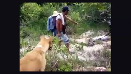 Pitonu Yiyen Anakondaya Bakın Ne Oldu