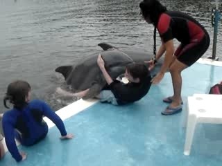 pris a partie par un dauphin