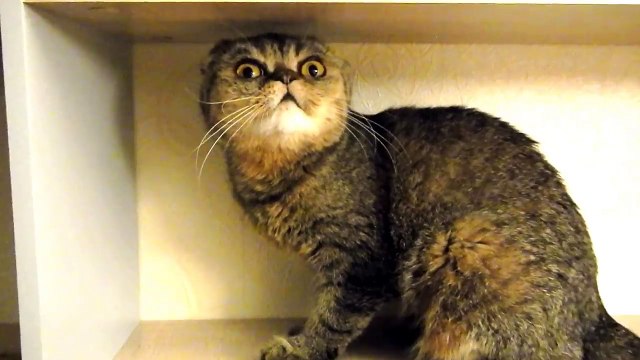 Шаг 1 повесить полку Шаг 2 посадить на полку кошку Exotic Evil Funny Cat [breed Foldex]