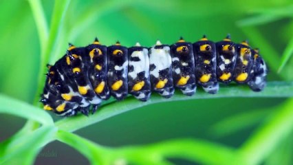 cycle de vie papillon machaon (accéléré)