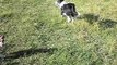 Border Collies mucking about :)