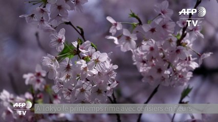 Les cerisiers sont en fleurs à Tokyo