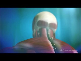 Shoulder Anatomy & Training Program   Built by Science