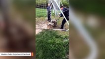 Deer Hopelessly Tangled In Soccer Net Gets Freed By Officers