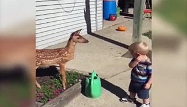 Little Boy Befriends a Baby Deer