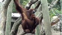 Orangutans