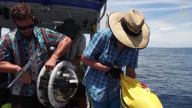 Ученые из США обнаружили в кратере действующего вулкана живых акул