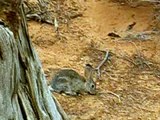 COTTONTAIL RABBIT IN ARCHES NATIONAL PARK アーチーズ