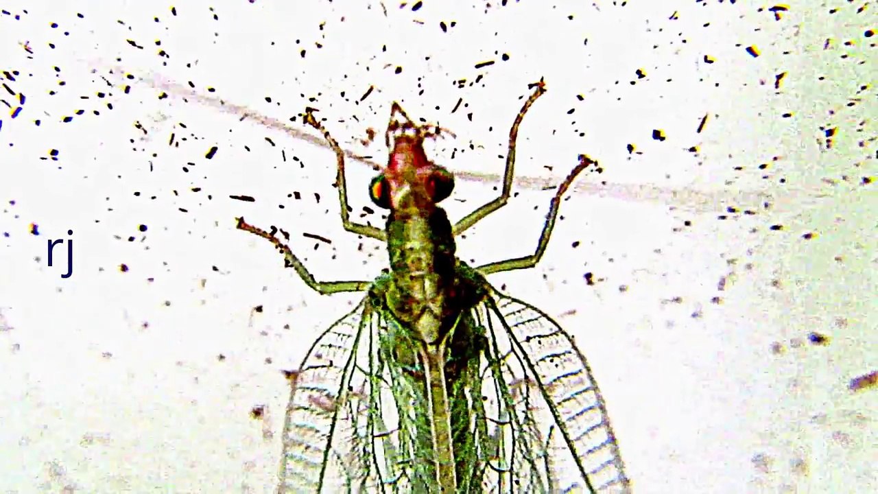 American Bug no American has seen