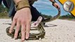 American Python Snake BITES and STRIKES! 2016