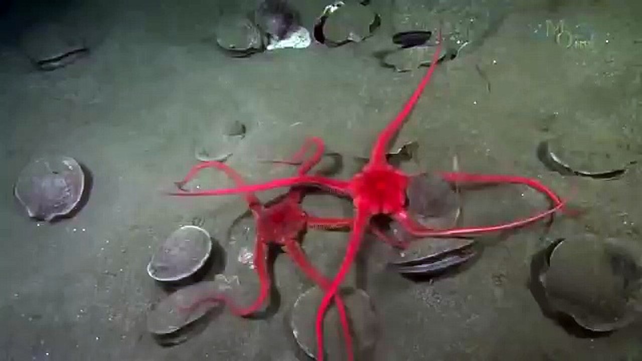 Under The Antarctic Ice - 16