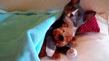 Funny Cats and some other Animals 2016-Funny Animals -[kenh giai tri]