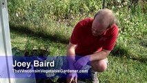 Harvesting Swiss Chard - Growing in Containers