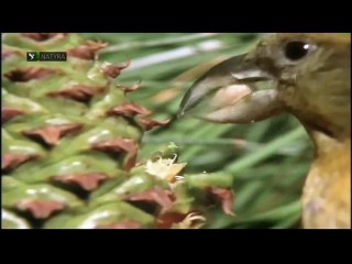 Dokumentari  Jeta e Zogjve Oreksi Pa Shuar