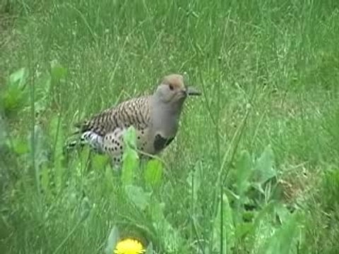 Video Tests with my new GR-D770 JVC cam