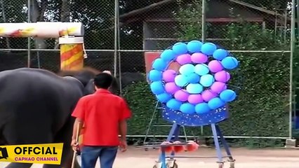 LIÊN KHÚC CHÚ VOI CON Ở BẢN ĐÔN ♫ VOI LÀM XIẾC ♫ Nhạc thiếu nhi Remix