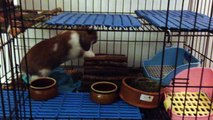 bunny dance/rabbit dance by cookie(Holland Lop)