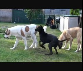 BULLY KUTTA VS CAO SOCIALISING