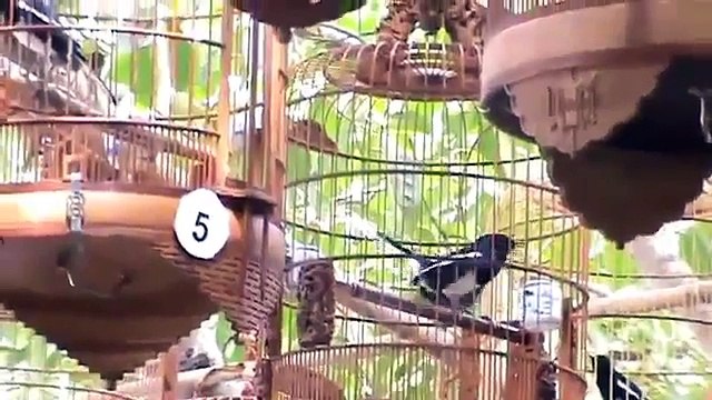 KICAUAN MANIA kicau burung kacer peserta kontes lomba kicau