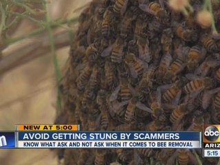 Bee scammers may be out to rip you off
