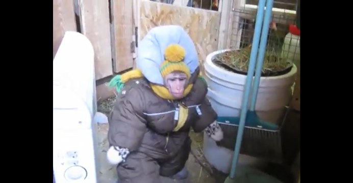 Funny Monkey Loves His Farm Pets And It’s Adorable