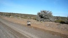 La course du nandu
