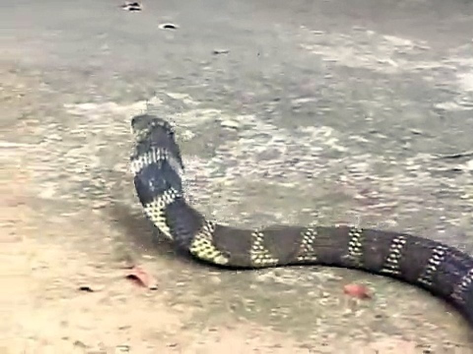 villager man catch a live dangerous cobra snake