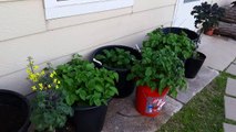 Aphids, jolapinio peppers, plants, cayenne pepper plants, pruning plants, garden update,