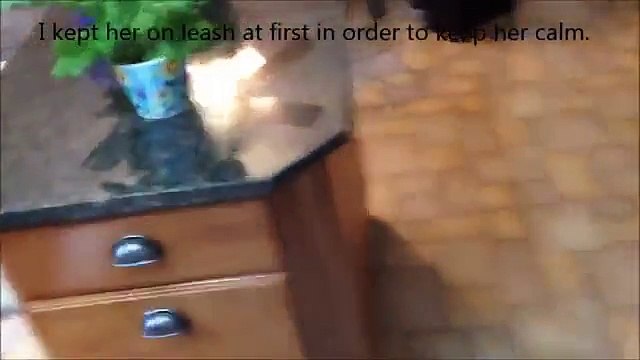 Un husky rencontre un bébé pour la première fois