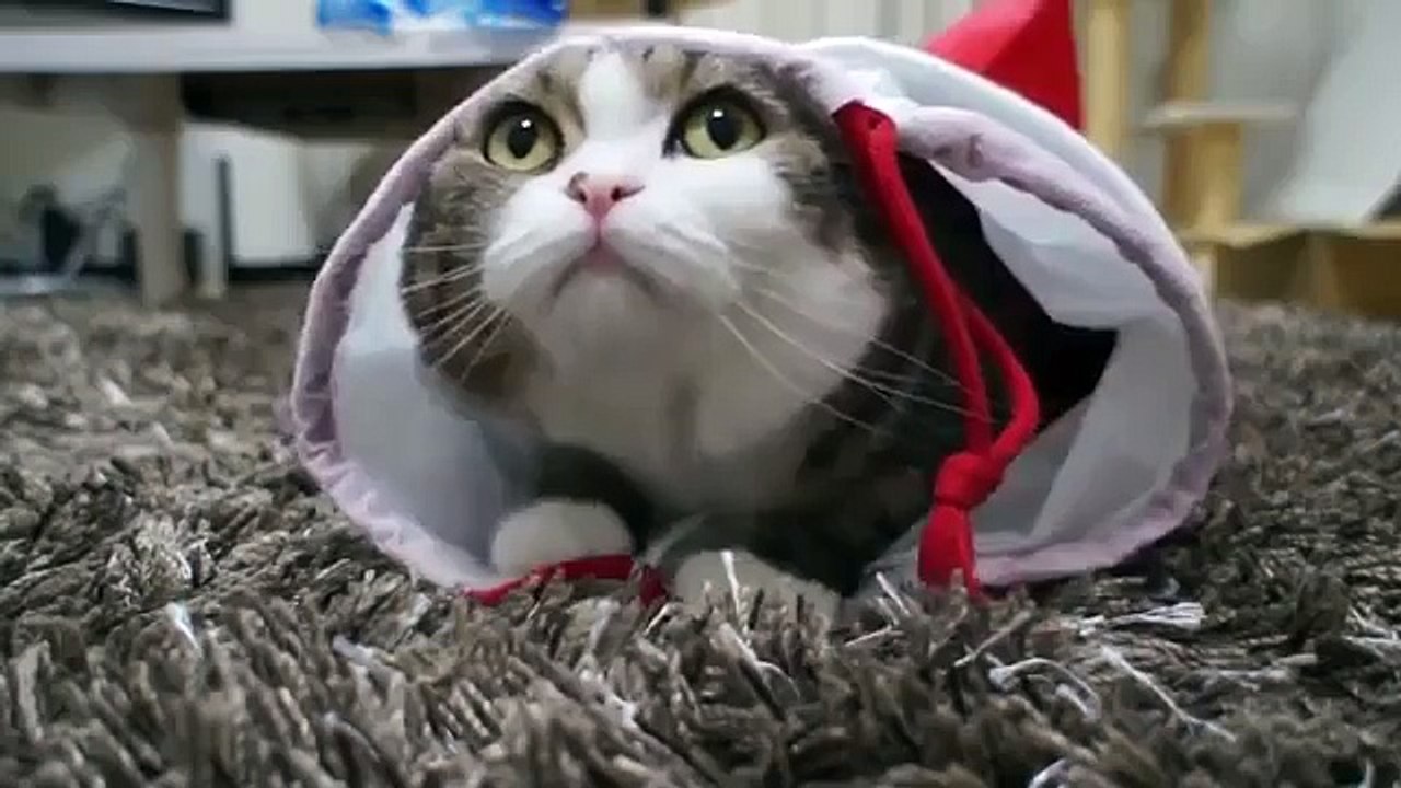 Самый смешной кот