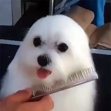 Собака или морской котик?