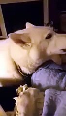 Стая хаски поет