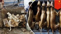 #StopYulin: Activists urge Chinese people to ban the annual dog meat festival