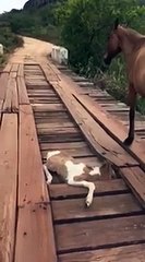 Man Rescues Young Horse from Bridge 2016