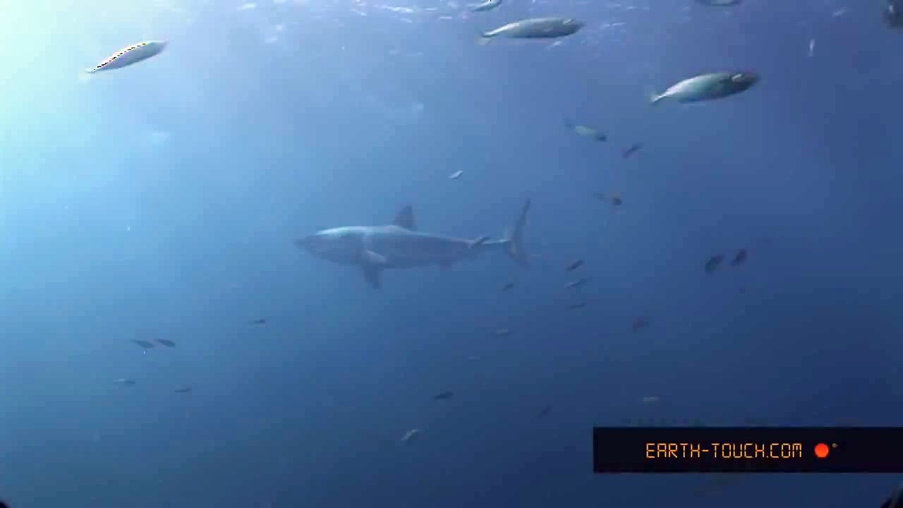 Jaws