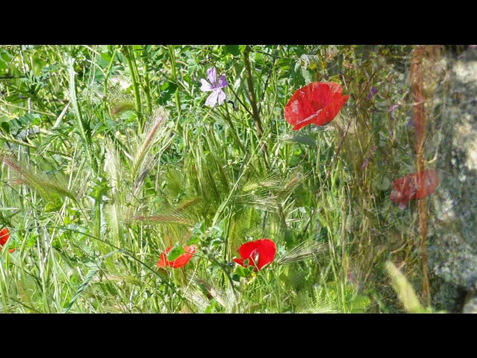 la nature poggiolaise