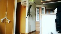 Прыгающий котэ - Jumping cat - slow motion